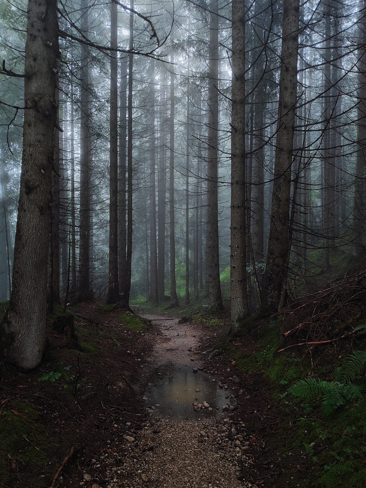 Foggy forest