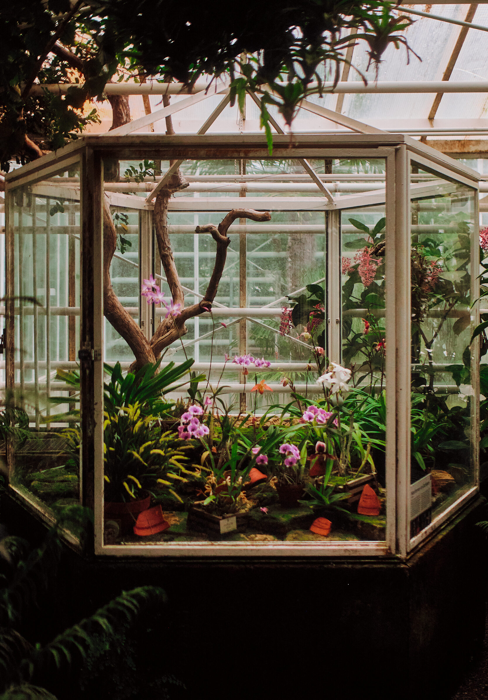 Nymphenburg Botanical Garden