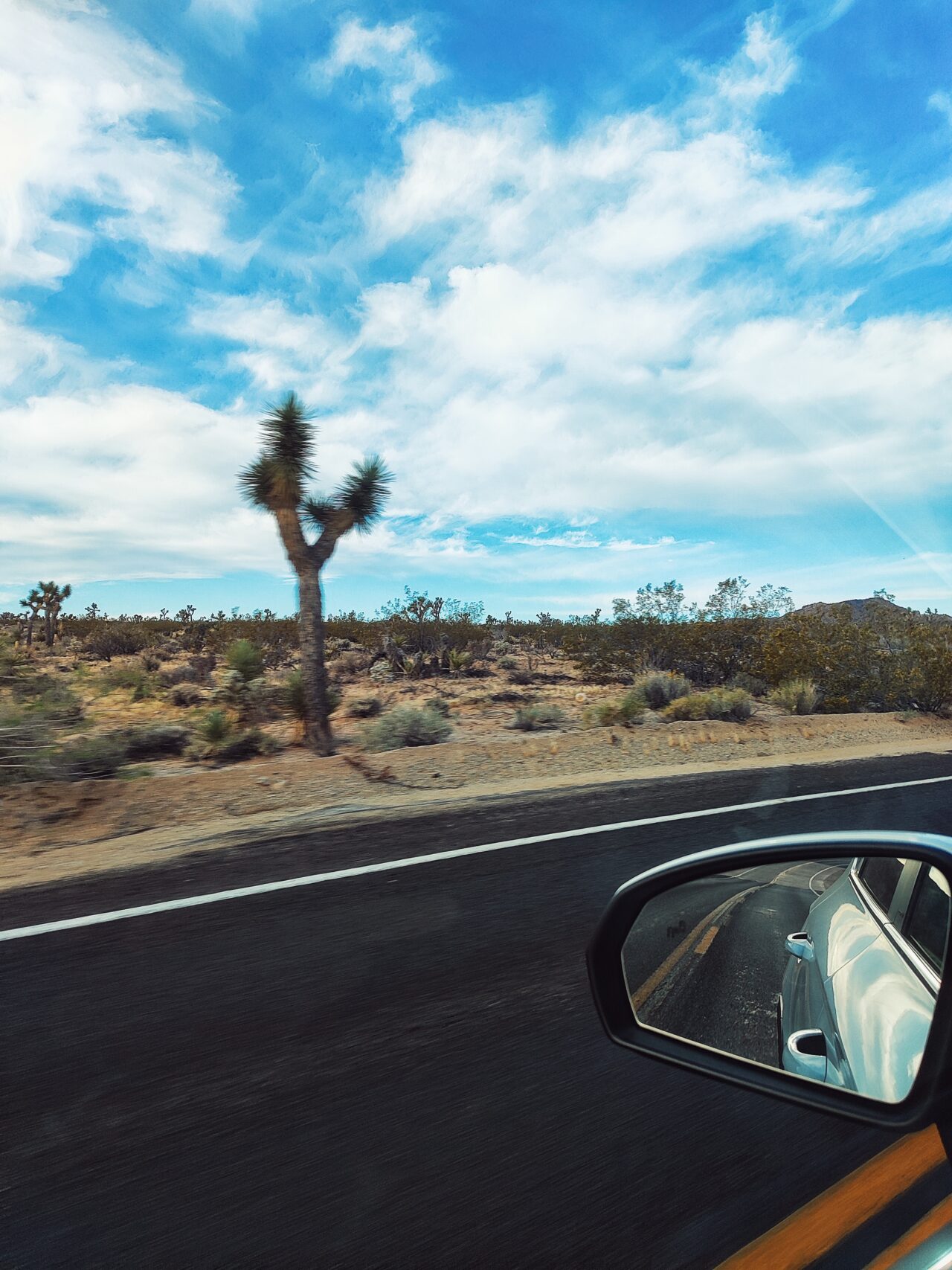Joshua Tree on road