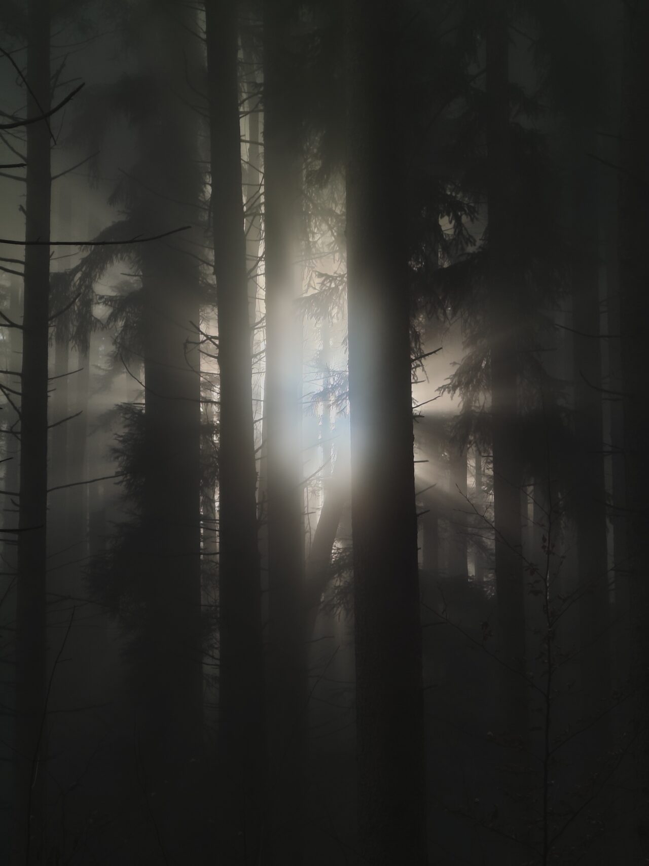 Light shafts through foggy forest