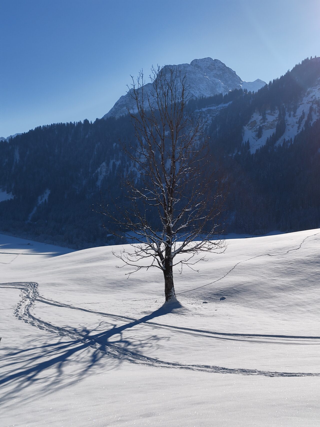 Tree in mountain with ski tracks in snow